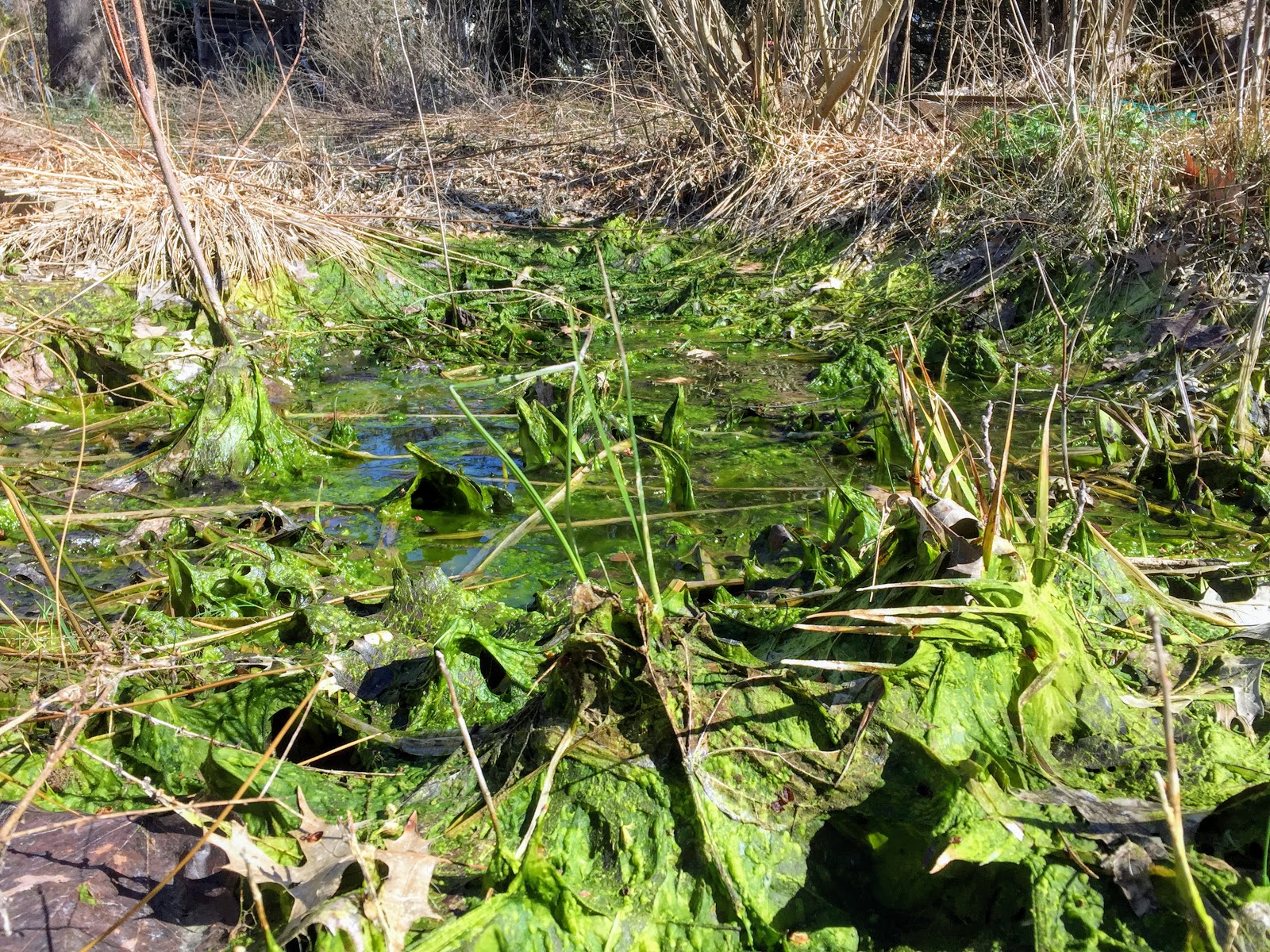 Princeton Nature Notes The Green Slime That Ate My Ponds
