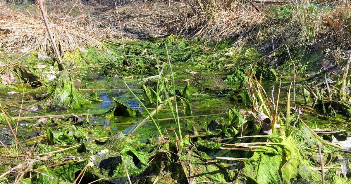 Princeton Nature Notes The Green Slime That Ate My Ponds