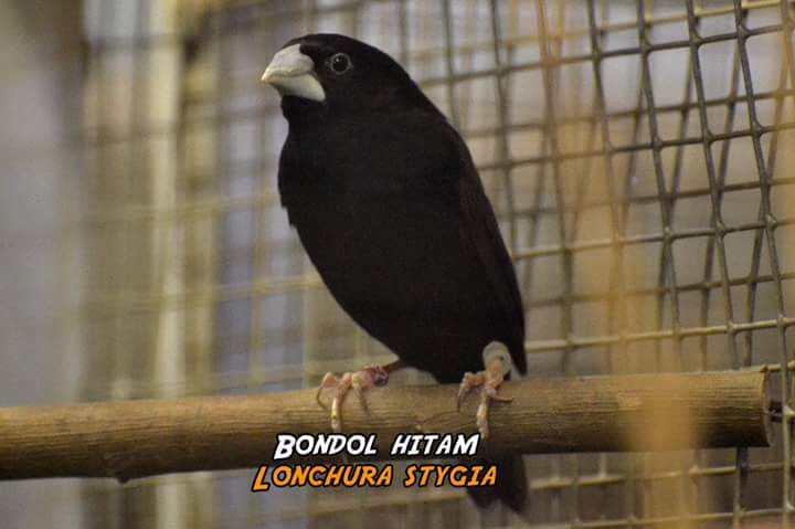 Super Cantik 25 Jenis Finch Asli Indonesia Gaco Gacor