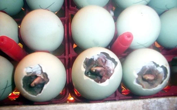 Telur Itik Menetas