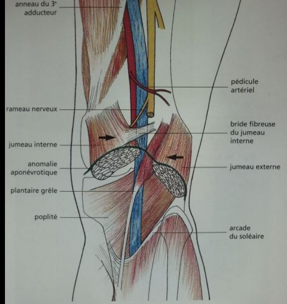 Schema artere poplitee