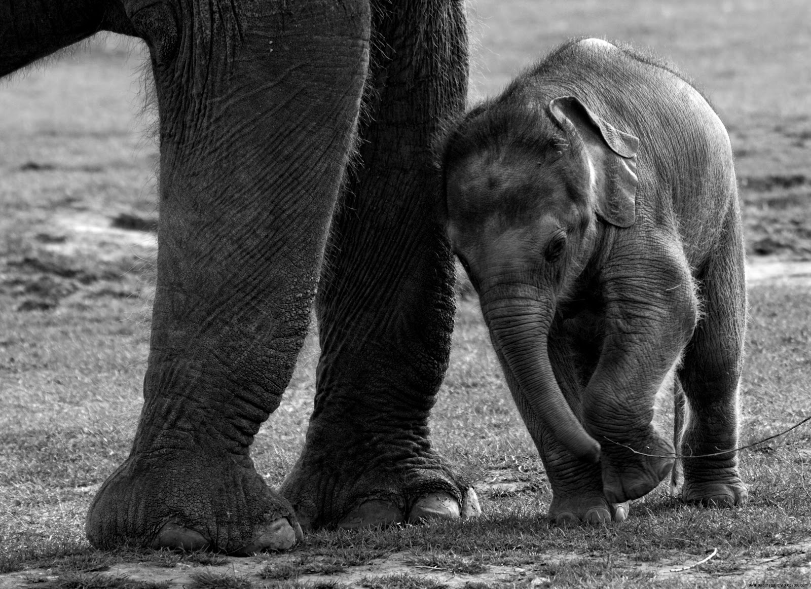 Description Baby Elephant
