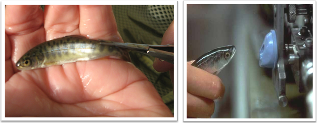 The Fish Files: Mass Marking and Tagging at National Fish Hatcheries