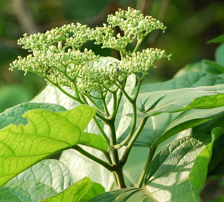 Herbal plants in the philippines with names picture