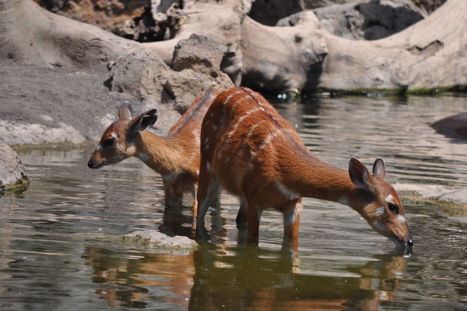 ZOOTOGRAFIANDO (6.096 ANIMALS): SITATUNGA / SITATUNGA (Tragelaphus spekii)