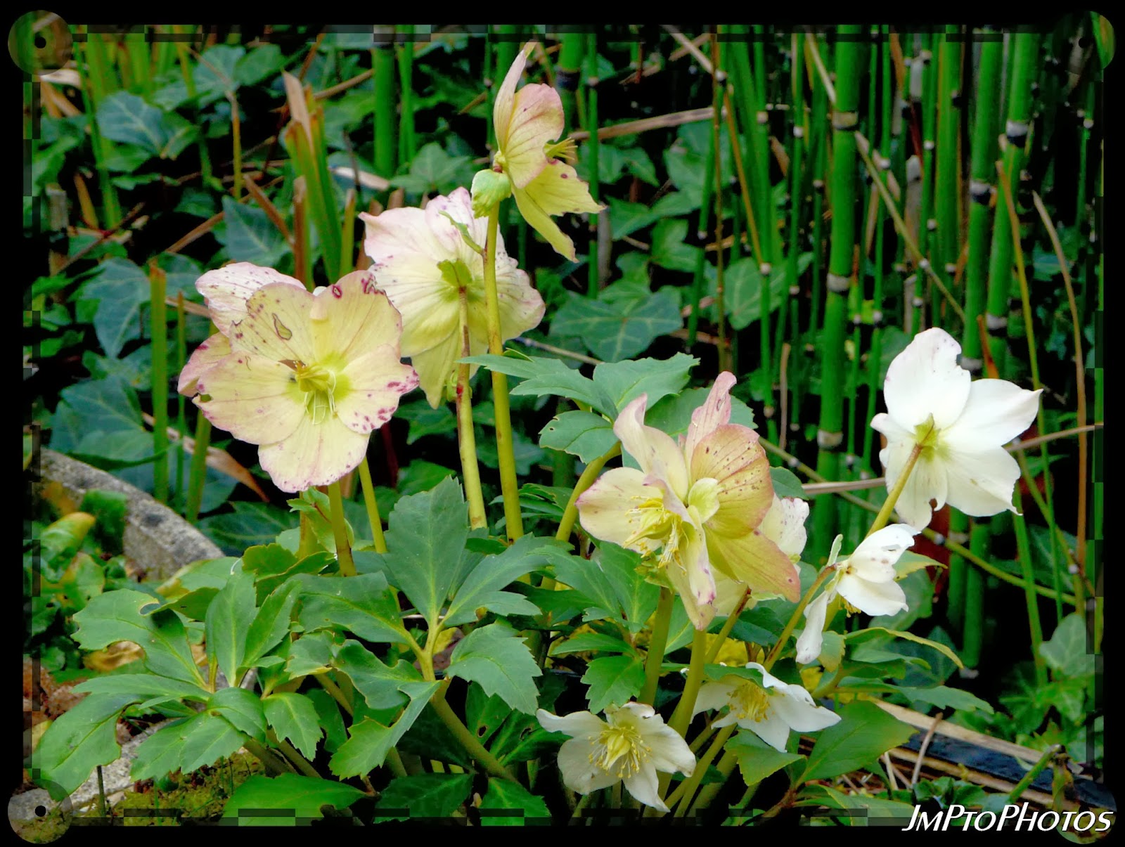 JmPtoPhotos Hellébore ou rose de noël. JmPtoPhotos Hellébore ou rose de noël.