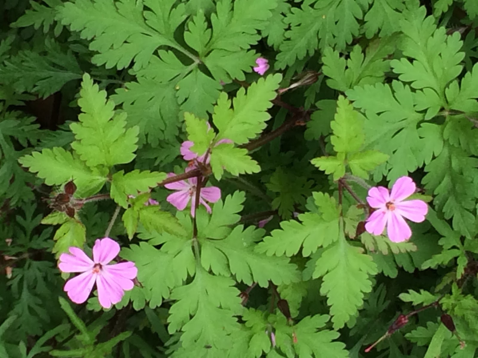 Rosemary's Sampler Herb Robert