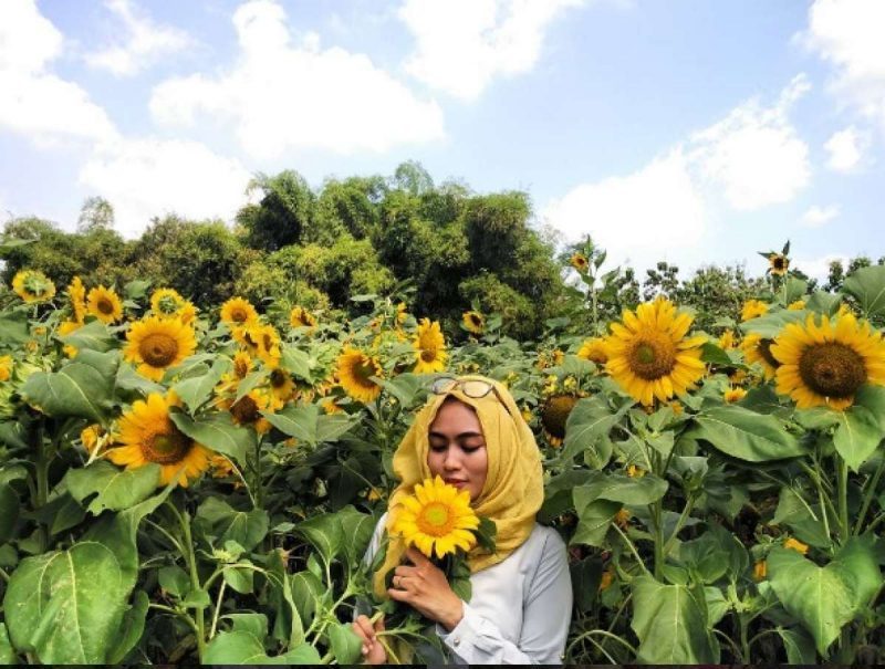 Kebun Bunga Matahari Kediri Hits Kebun Bunga Matahari Kediri Hits