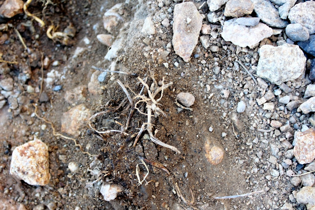 An image of an exposed rhizome colony needing removal