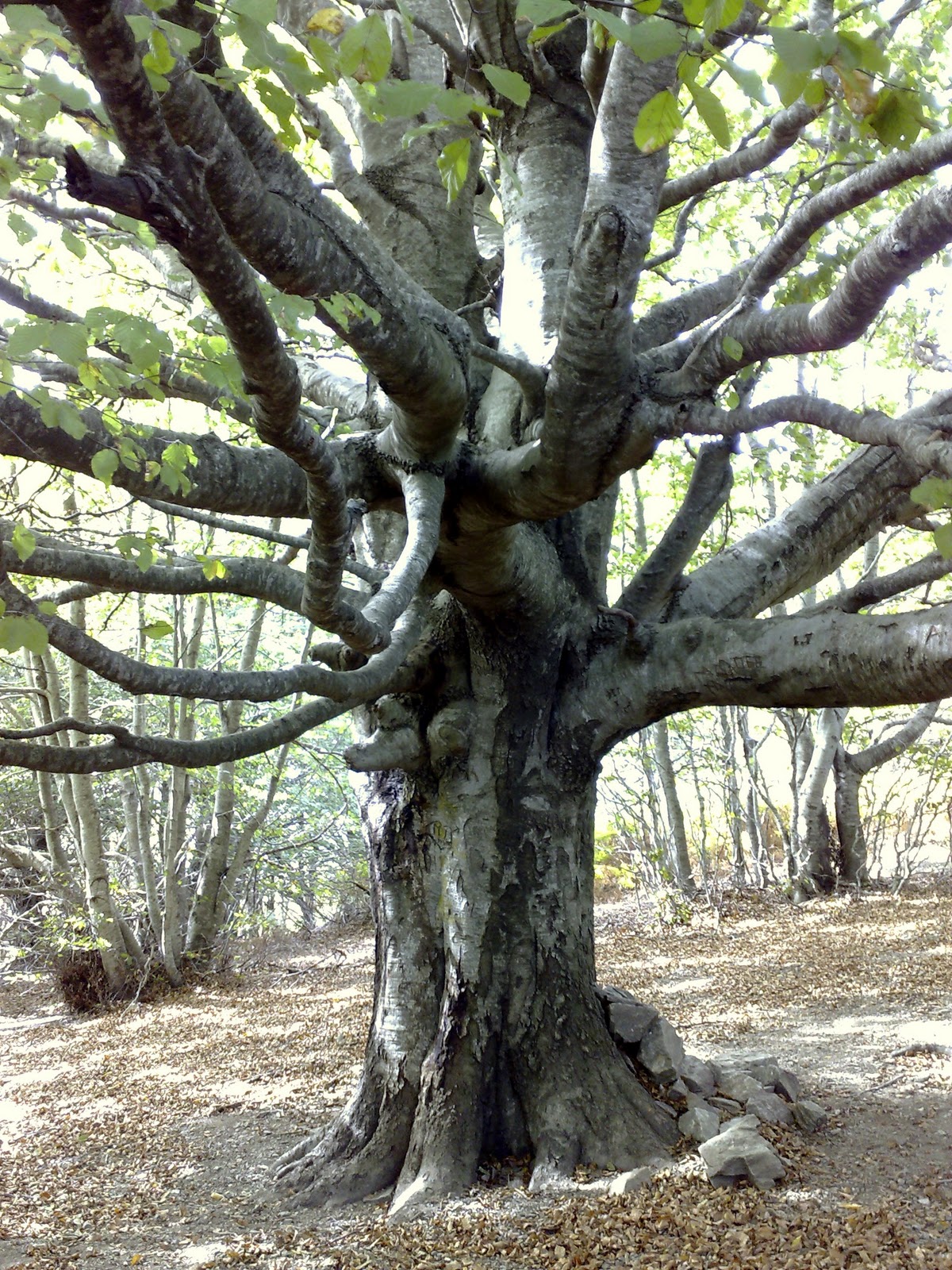 Árboles con alma Haya. Faig. (Fagus sylvatica)