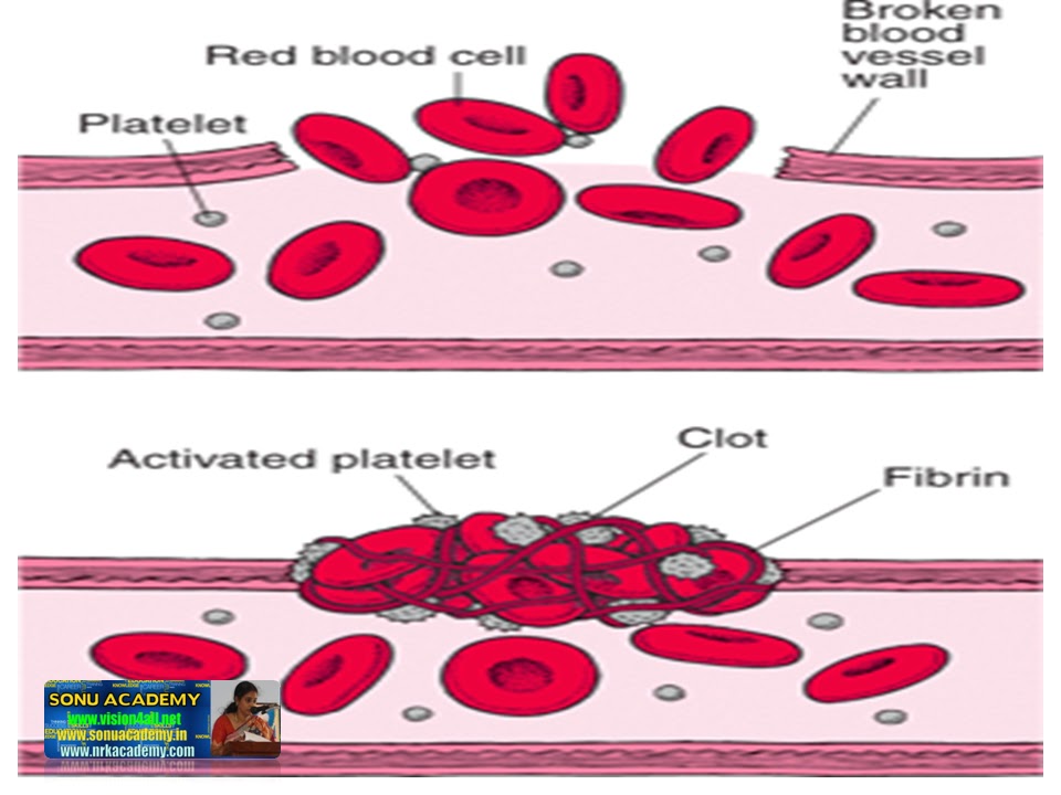 SONU ACADEMY CONNECTIVE TISSUETEXT