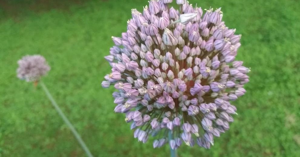 Lem's Levity My alliums are blooming