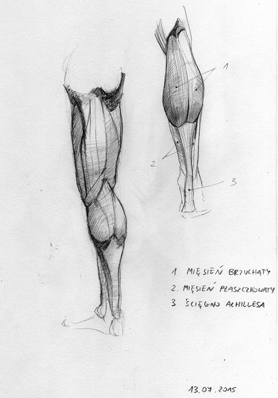 anatomia6.jpg
