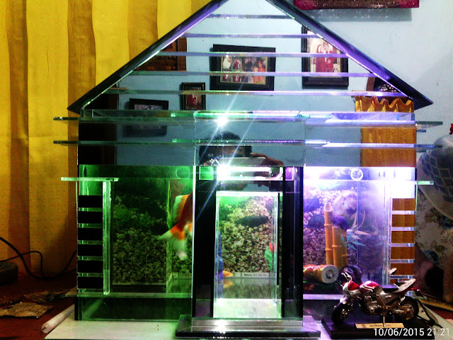 Aquarium unik dengan bentuk rumah yang terbuat dari kaca 