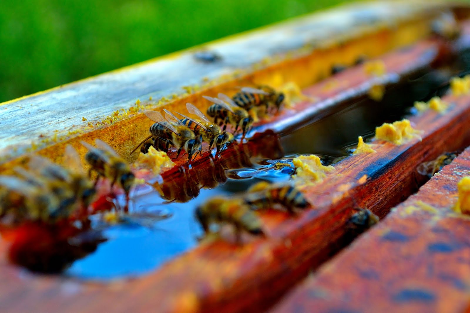 Пчелы пьют весенний. Подкормка пчел. Подкорм пчел. Пчелы осенью. Подкормка пчел осенью.