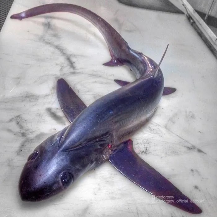 Ikan Laut Dalam Roman Fedortsov