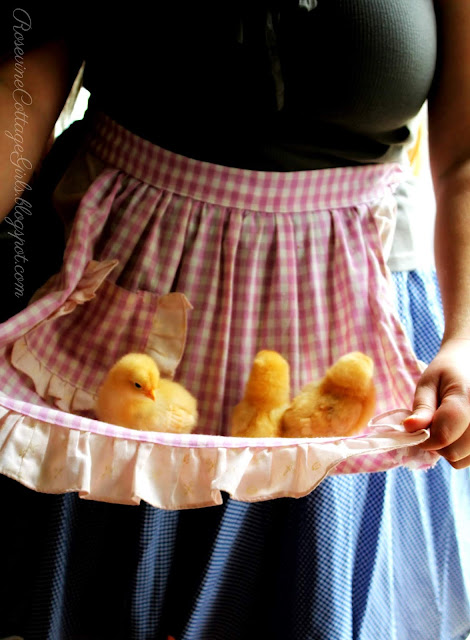 Woman in a blue shirt and blue and white gingham skirt with an apron around her waist that is lavender and white gingham and there are three yellow chicks in the apron that she is holding. Is it worth it post rosevinecottagegirls.com #Farmlifestyle #farm #countryliving #countrylife #garden #vintagesundress #simpleliving