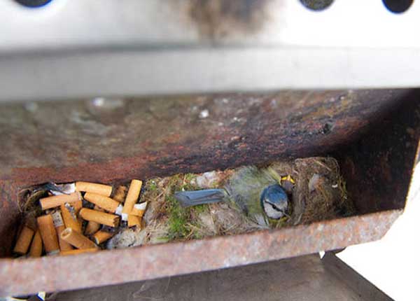 Nothing To Do With Arbroath: Birds line nests with cigarette butts to repel parasites