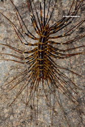 centipede legged asia borneo rainforests southeast scutigera sp