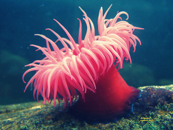 Ciri-Ciri dan Contoh Coelenterata (Invertebrata) - Sebutkan Apa Ciri-Ciri dan Contoh Coelenterata (Invertebrata) - Sebutkan Apa
