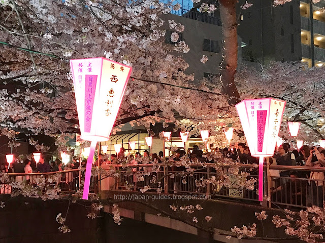 Tokyo Sakura Meguro River Light up