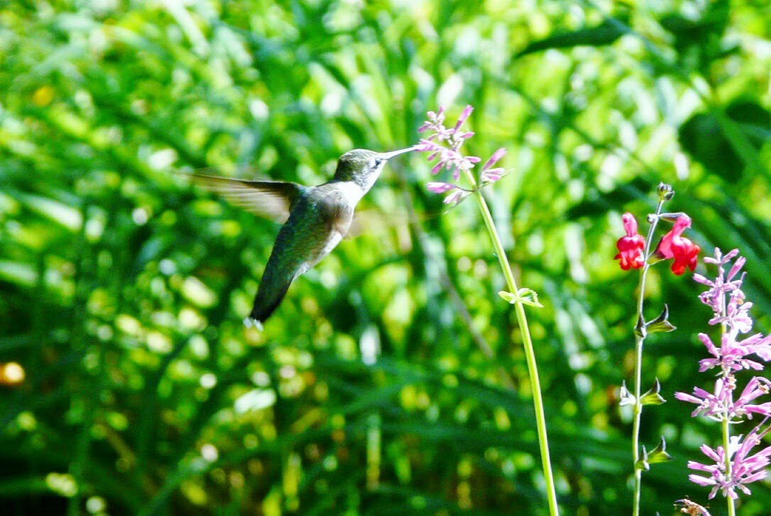 The Baiting Hollow Hummingbird Sanctuary available slots; recent photos
