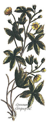 Common Cinquefoil, Public Domain Engraving from The British Herbal, 1756