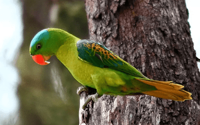 30++ Jual burung betet jawa terupdate