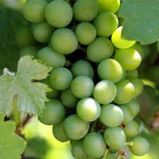 khasiat buah anggur, manfaat buah anggur