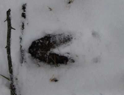 deer track in snow