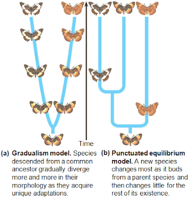 punctuated equilibrium evolution species gradualism origin gould theory quia gradual example stephen chapter jay coevolution ap stasis darwin change evolutionary