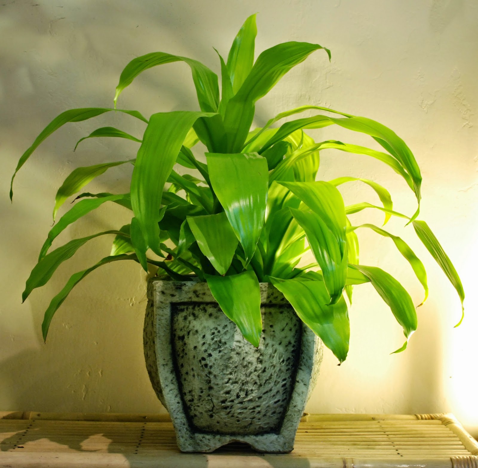 Exotic Plants Dracaena Facts