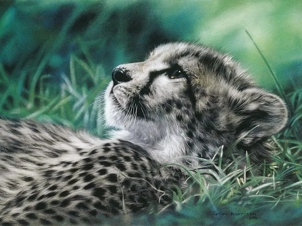 Lesley Harrison | American  Wildlife painter