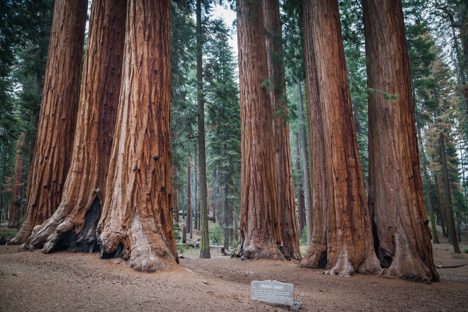 Giant Trees in Sequoia National Park Explore the World with Simon Sulyma