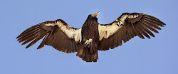california condors condor northwest help oregonlive animals biggest fly does environment