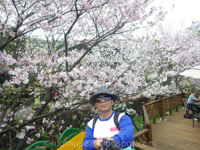 Taipei cherry blossoms Orange Cafe