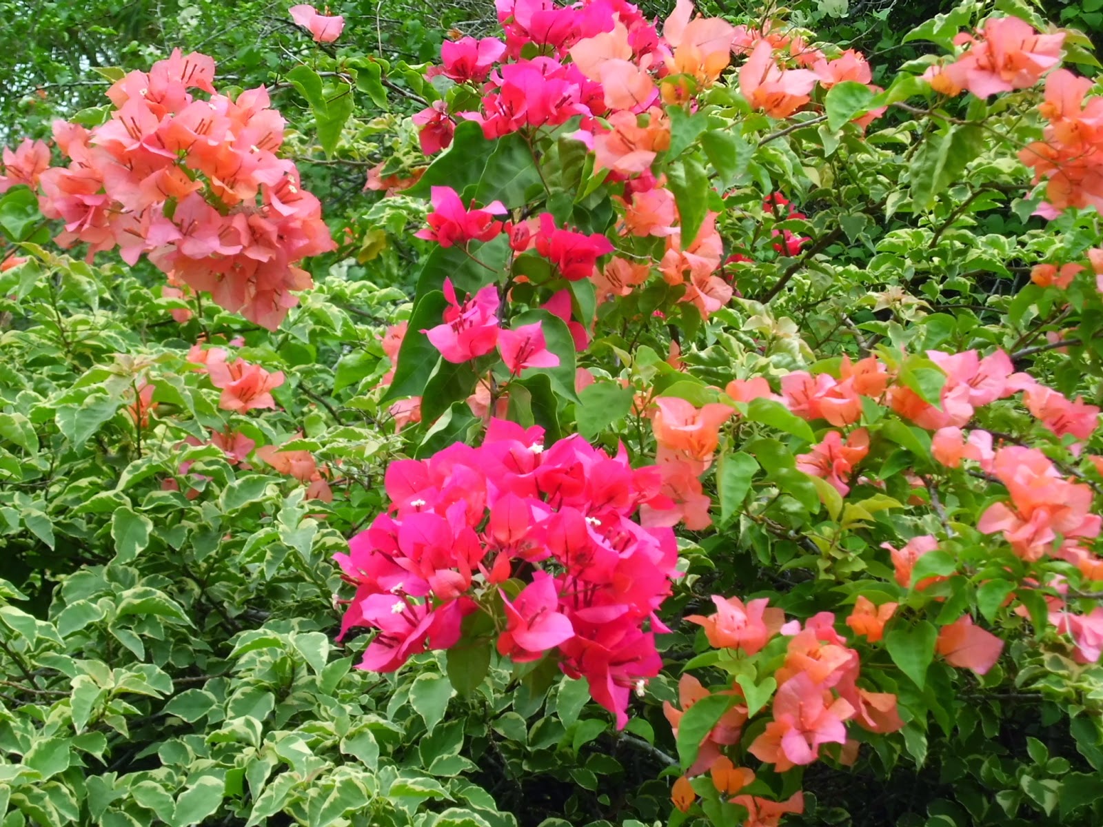 Interesting Green: Botanic Gardens is top park in Asia again