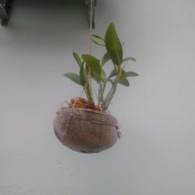 gardening, coconut flower pots, orchids, flower pot, hanging flower pots, gardening crafts ideas, gardening recycle, coconut husks, moist flower for longer period, gardening reuse gardening, coconut flower pots, orchids, flower pot, hanging flower pots, gardening crafts ideas, gardening recycle, coconut husks, moist flower for longer period, gardening reuse
