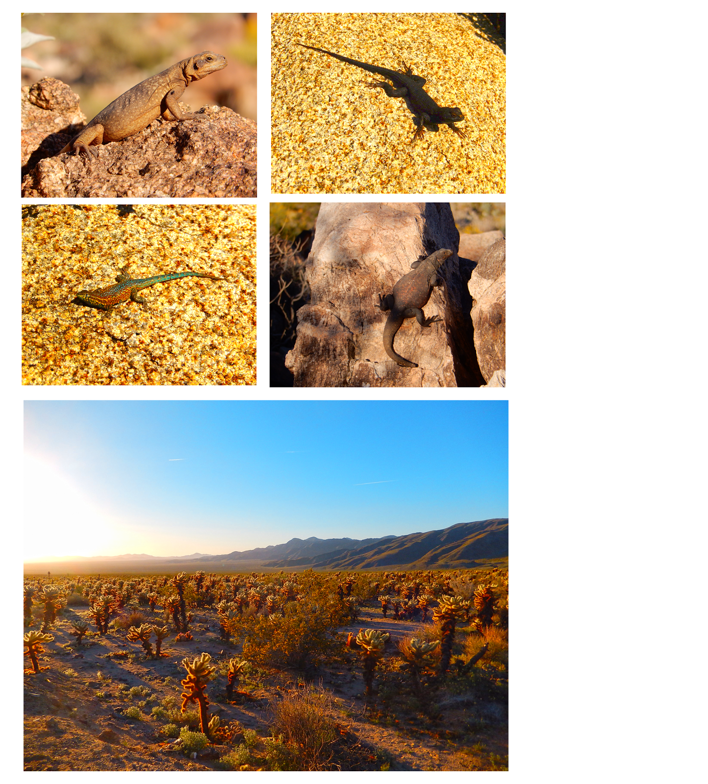 Jaw Dropping!  The Diet That Keeps Desert Lizards Alive - 5hfxpx5