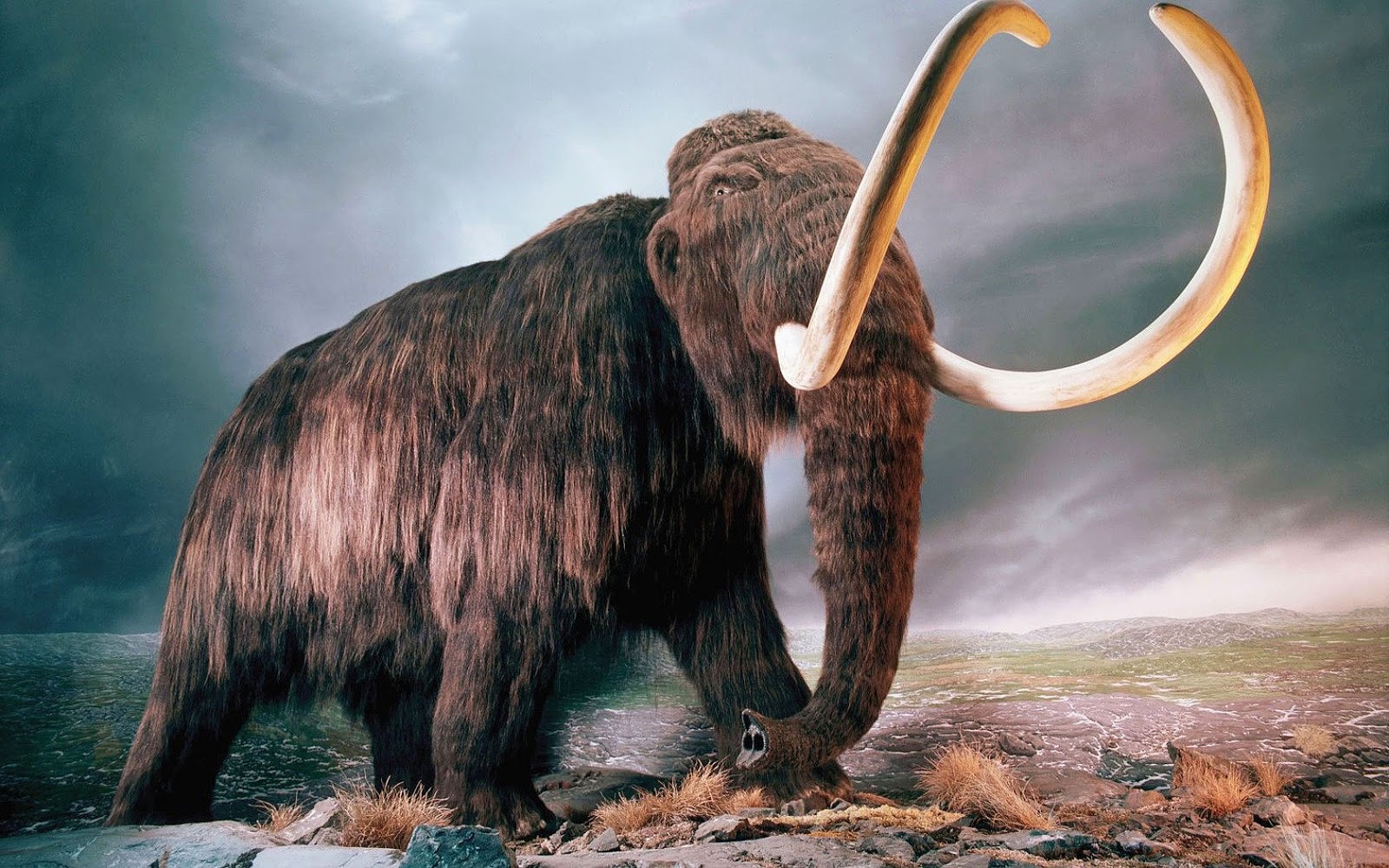 Top 10 Ancient Animals Of The World Top 10s Top 10 Ancient Animals Of The World Top 10s