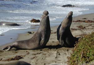 Perbedaan Antara Anjing Laut Singa Laut Gajah Laut Walrus