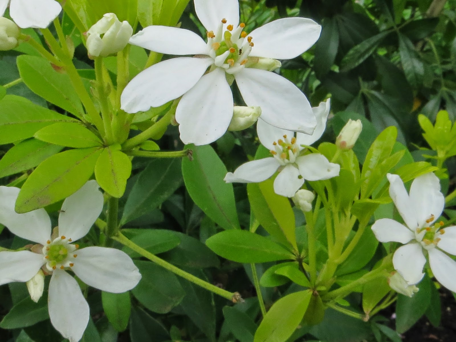 Vignette Design White Flowers