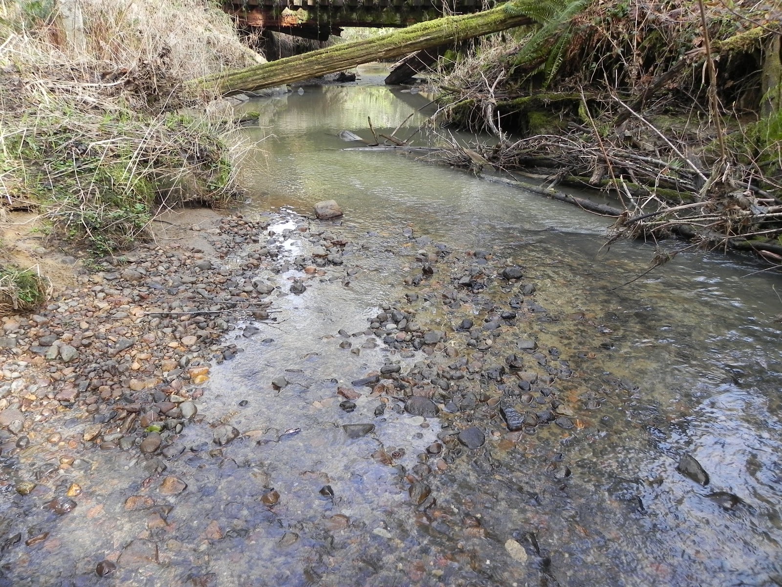 Northwest and Southwest Rockhounding Salmon Creek Agates and Carnelian