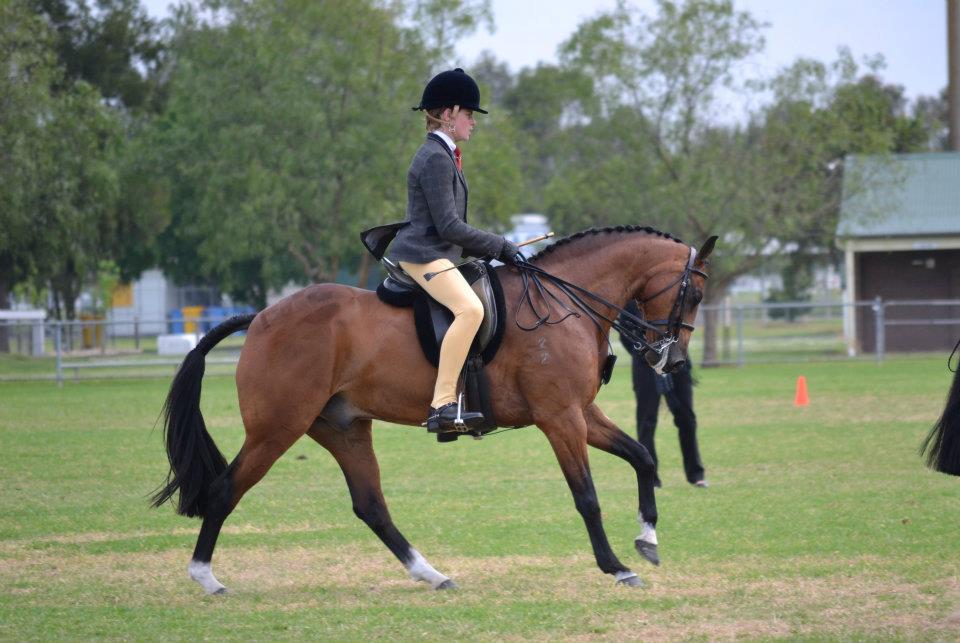 KK Equestrian NSW Showhorse Council "Horse Of The Year Show"