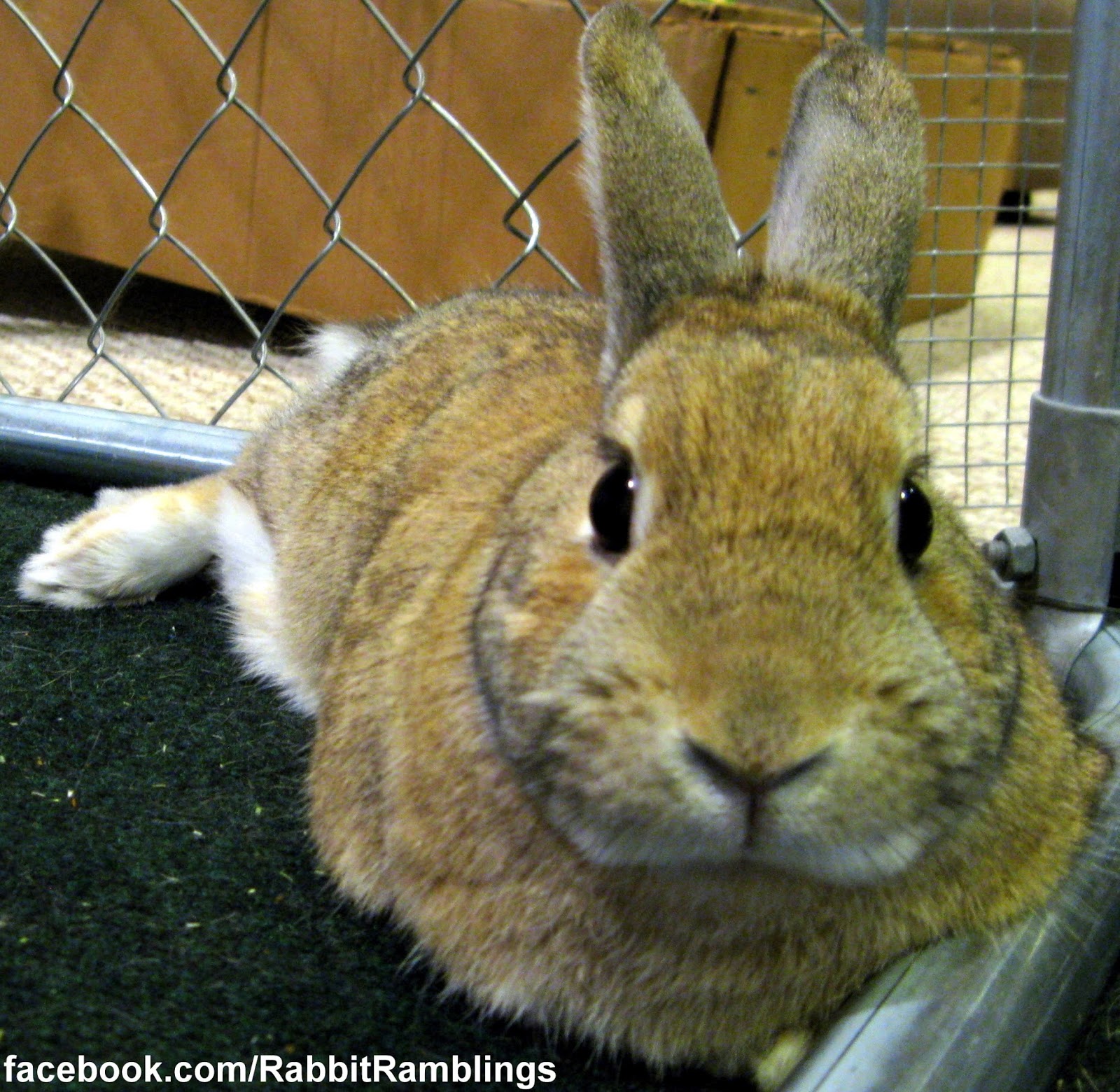 Rabbit Ramblings Why you shouldn't purchase a rabbit as an Easter prop