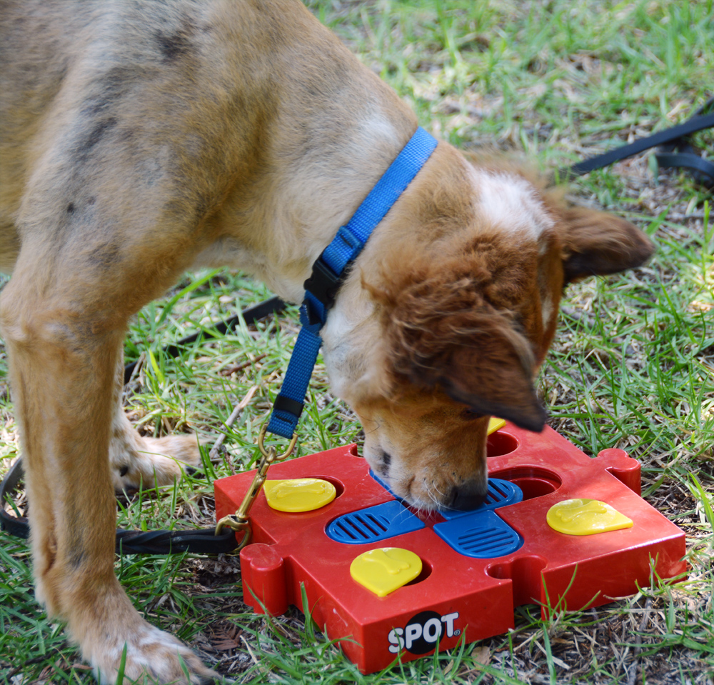 Dog Treat Seek-a-Treat Flip 'N Slide Treat Puzzle Dispenser for Dogs by  SPOT