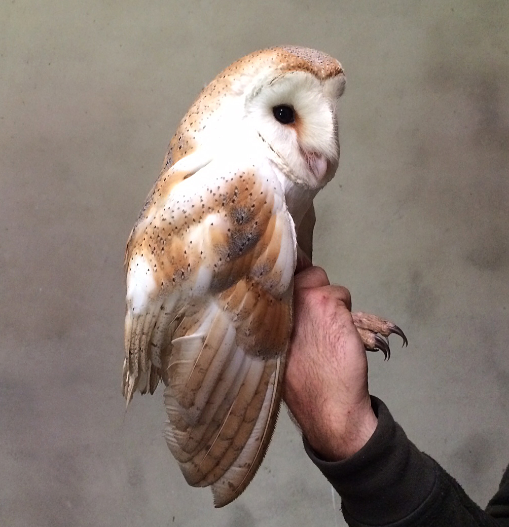 Kerry Birding Ireland's oldest wild Barn Owl discovered in Kerry