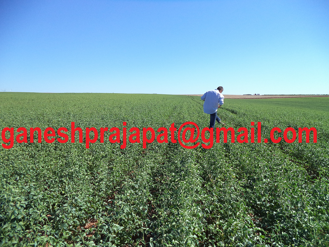 GUAR GUM INFORMATION AND GUAR GUM CULTIVATION IN INDIA Guar seed or