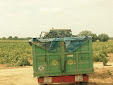 New Holland VX7090 Grape Harvester. Working in El Provencio