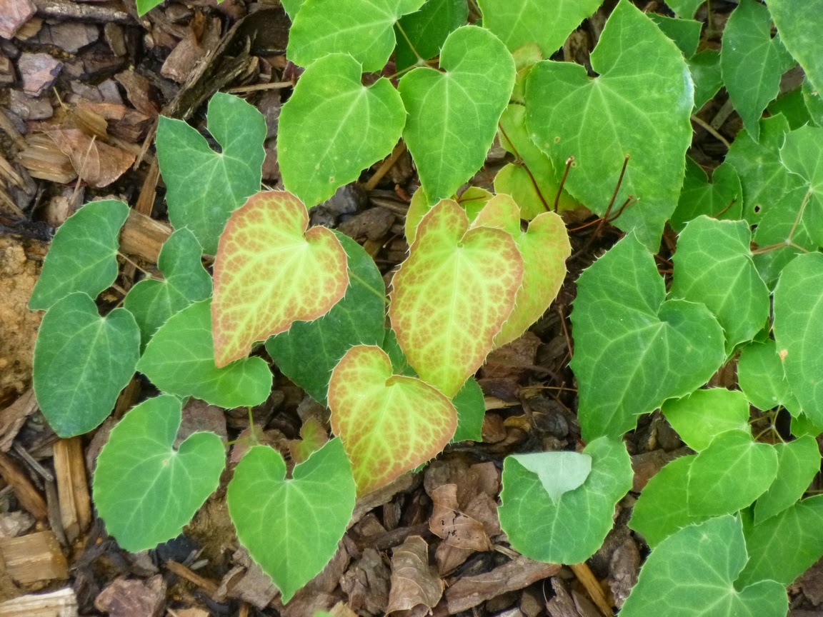 Epimedium x perralchicum "Frohnleiten" foliage 